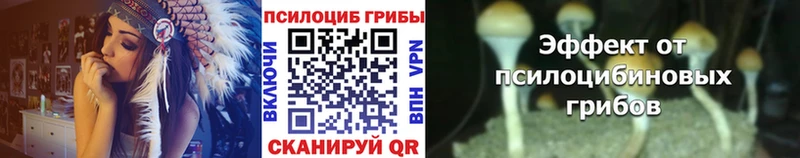 закладки  Сенгилей  Псилоцибиновые грибы Psilocybine cubensis 